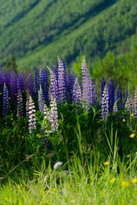Preview wallpaper lupins, flowers, field, colorful
