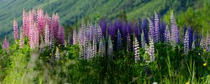 Preview wallpaper lupins, flowers, field, colorful