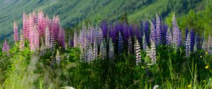 Preview wallpaper lupins, flowers, field, colorful