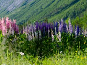 Preview wallpaper lupins, flowers, field, colorful