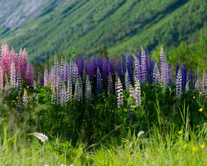 Preview wallpaper lupins, flowers, field, colorful