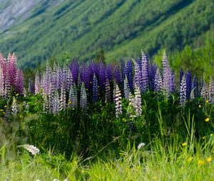 Preview wallpaper lupins, flowers, field, colorful