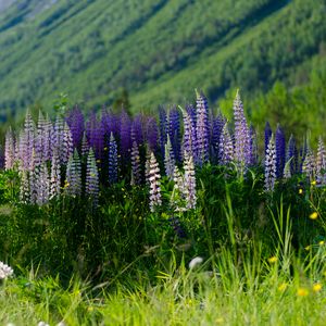 Preview wallpaper lupins, flowers, field, colorful