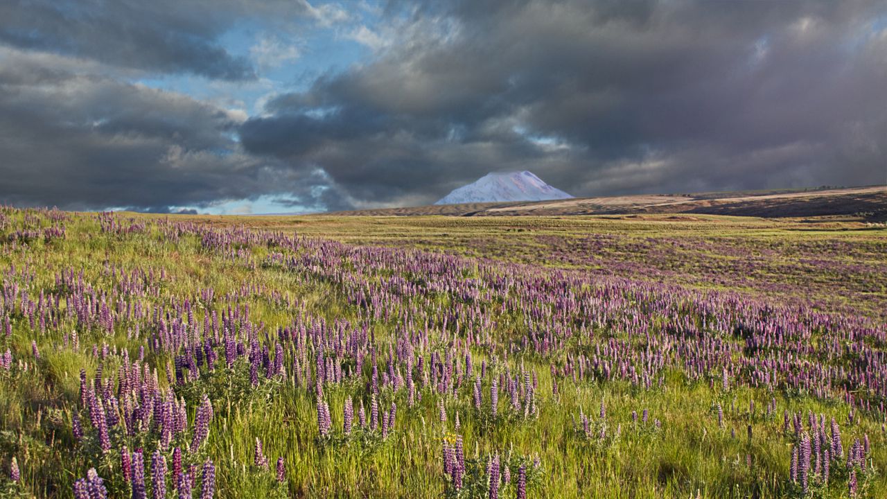 Wallpaper lupins, flowers, field, mountain, clouds, landscape
