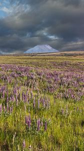 Preview wallpaper lupins, flowers, field, mountain, clouds, landscape