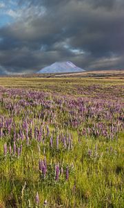 Preview wallpaper lupins, flowers, field, mountain, clouds, landscape