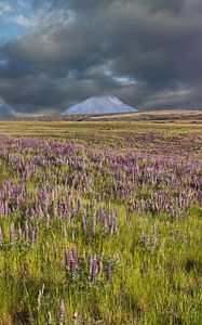 Preview wallpaper lupins, flowers, field, mountain, clouds, landscape