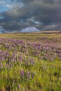 Preview wallpaper lupins, flowers, field, mountain, clouds, landscape