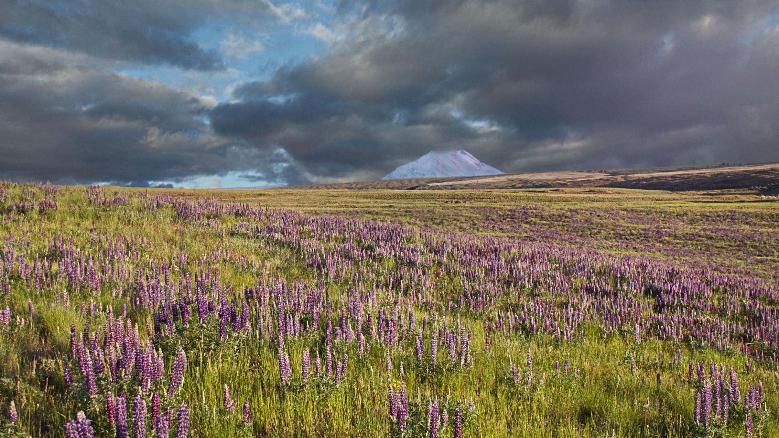 Download wallpaper 2560x1440 lupins, flowers, field, mountain, clouds