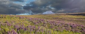 Preview wallpaper lupins, flowers, field, mountain, clouds, landscape