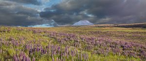 Preview wallpaper lupins, flowers, field, mountain, clouds, landscape