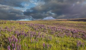 Preview wallpaper lupins, flowers, field, mountain, clouds, landscape