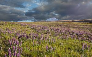 Preview wallpaper lupins, flowers, field, mountain, clouds, landscape