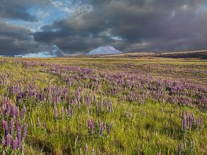 Preview wallpaper lupins, flowers, field, mountain, clouds, landscape