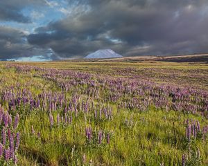 Preview wallpaper lupins, flowers, field, mountain, clouds, landscape