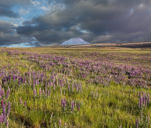 Preview wallpaper lupins, flowers, field, mountain, clouds, landscape