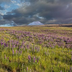 Preview wallpaper lupins, flowers, field, mountain, clouds, landscape