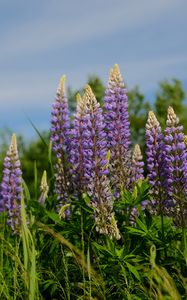 Preview wallpaper lupins, flowers, grass, plants