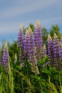 Preview wallpaper lupins, flowers, grass, plants