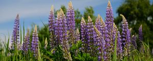 Preview wallpaper lupins, flowers, grass, plants