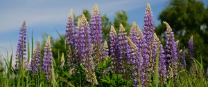 Preview wallpaper lupins, flowers, grass, plants