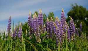 Preview wallpaper lupins, flowers, grass, plants