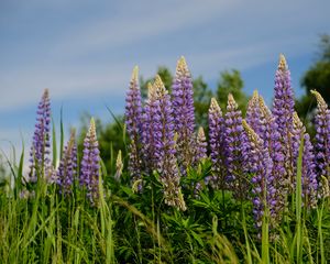 Preview wallpaper lupins, flowers, grass, plants