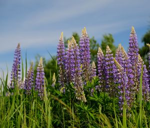 Preview wallpaper lupins, flowers, grass, plants