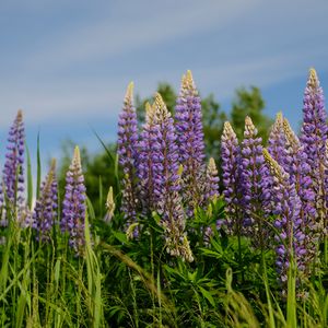 Preview wallpaper lupins, flowers, grass, plants