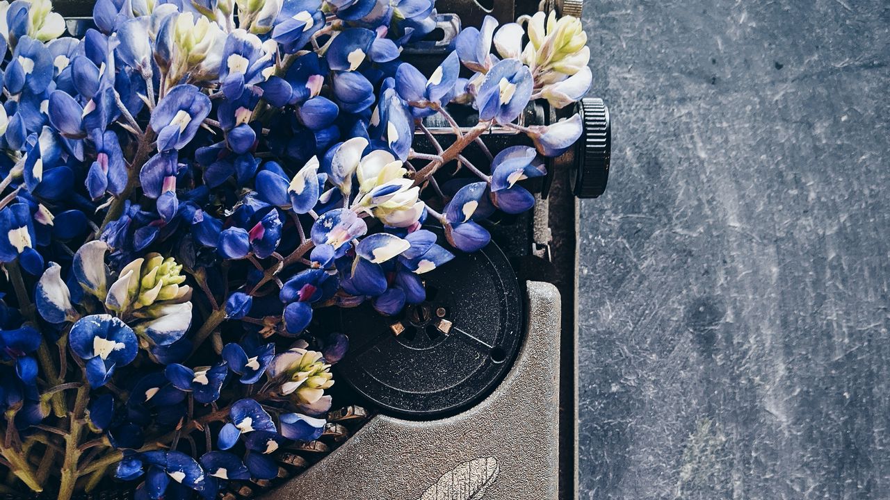 Wallpaper lupins, flowers, typewriter