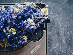Preview wallpaper lupins, flowers, typewriter