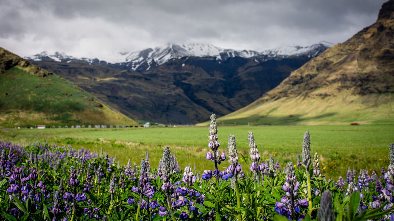 Wallpaper lupins, flowers, valley, mountains, nature