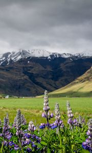 Preview wallpaper lupins, flowers, valley, mountains, nature