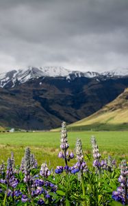 Preview wallpaper lupins, flowers, valley, mountains, nature