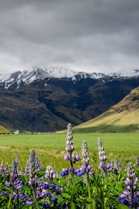 Preview wallpaper lupins, flowers, valley, mountains, nature