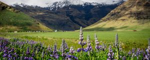 Preview wallpaper lupins, flowers, valley, mountains, nature