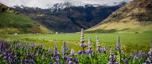 Preview wallpaper lupins, flowers, valley, mountains, nature