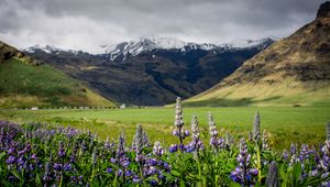 Preview wallpaper lupins, flowers, valley, mountains, nature