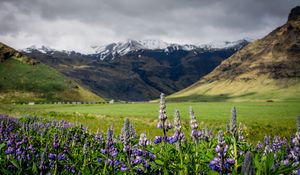 Preview wallpaper lupins, flowers, valley, mountains, nature