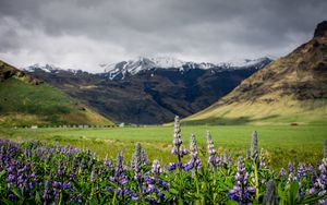 Preview wallpaper lupins, flowers, valley, mountains, nature