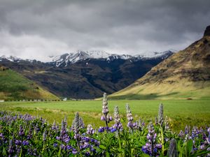 Preview wallpaper lupins, flowers, valley, mountains, nature