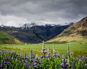Preview wallpaper lupins, flowers, valley, mountains, nature