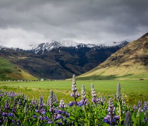 Preview wallpaper lupins, flowers, valley, mountains, nature