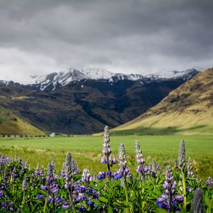 Preview wallpaper lupins, flowers, valley, mountains, nature