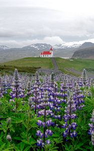 Preview wallpaper lupins, inflorescences, field, road, house, mountains