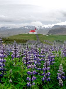 Preview wallpaper lupins, inflorescences, field, road, house, mountains