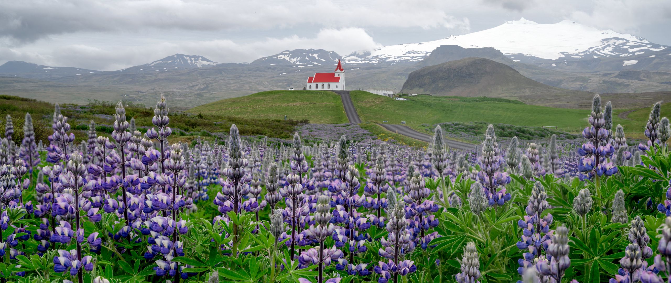 Download wallpaper 2560x1080 lupins, inflorescences, field, road, house