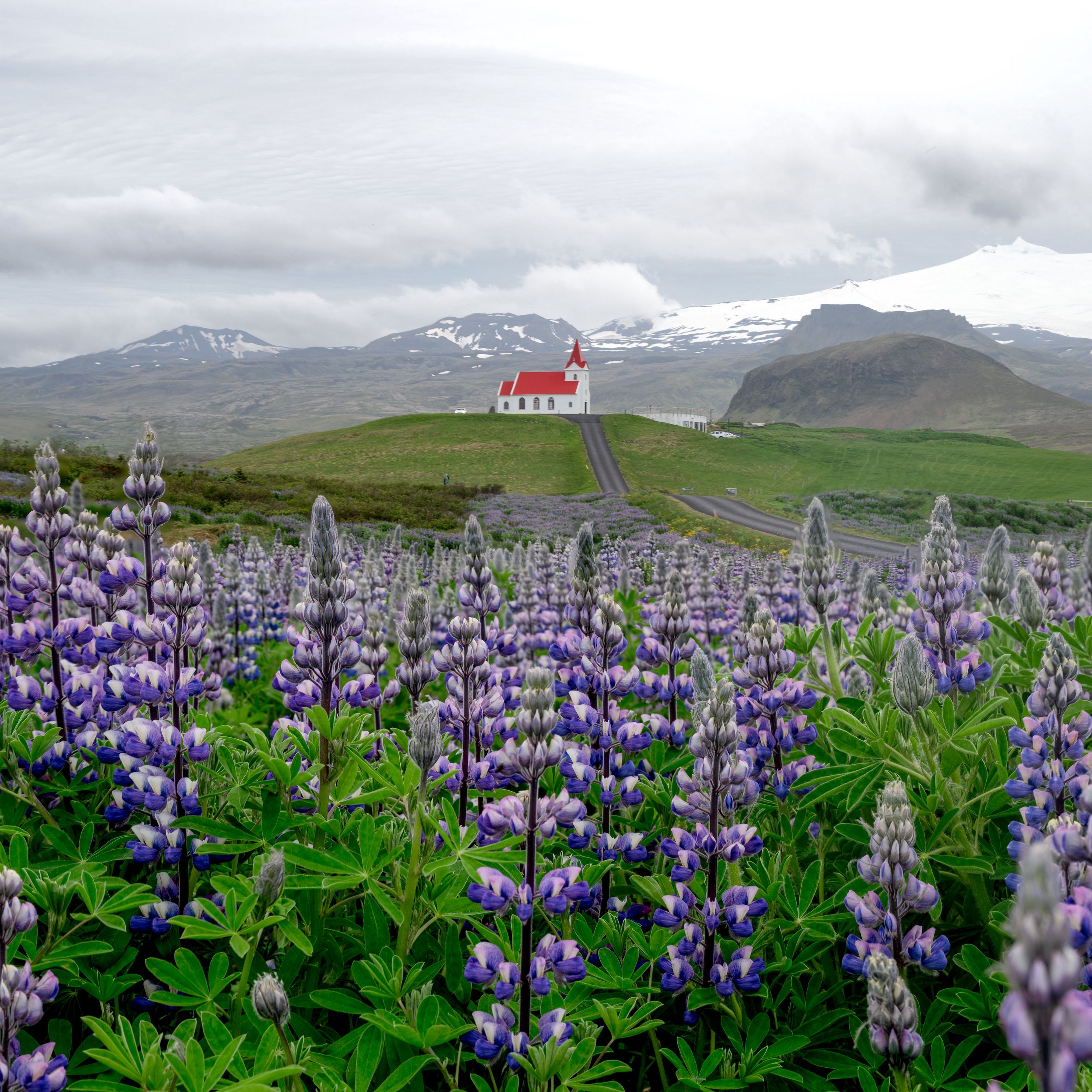 Download wallpaper 2780x2780 lupins, inflorescences, field, road, house