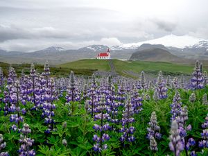 Preview wallpaper lupins, inflorescences, field, road, house, mountains