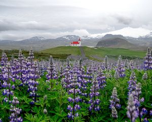 Preview wallpaper lupins, inflorescences, field, road, house, mountains